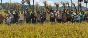 Panen Raya Gotong Royong TNI Manunggal dengan Rakyat Mei 2015 di Kab TTS NTT -1